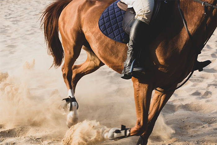Equine Horse Running in sand