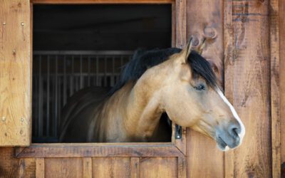 What to Know About Leasing a Horse