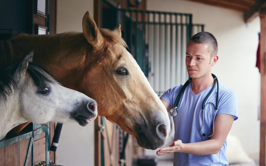 male veterinarian feeding two horses in barn