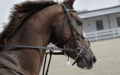 The Importance of An Equine Bill of Sale