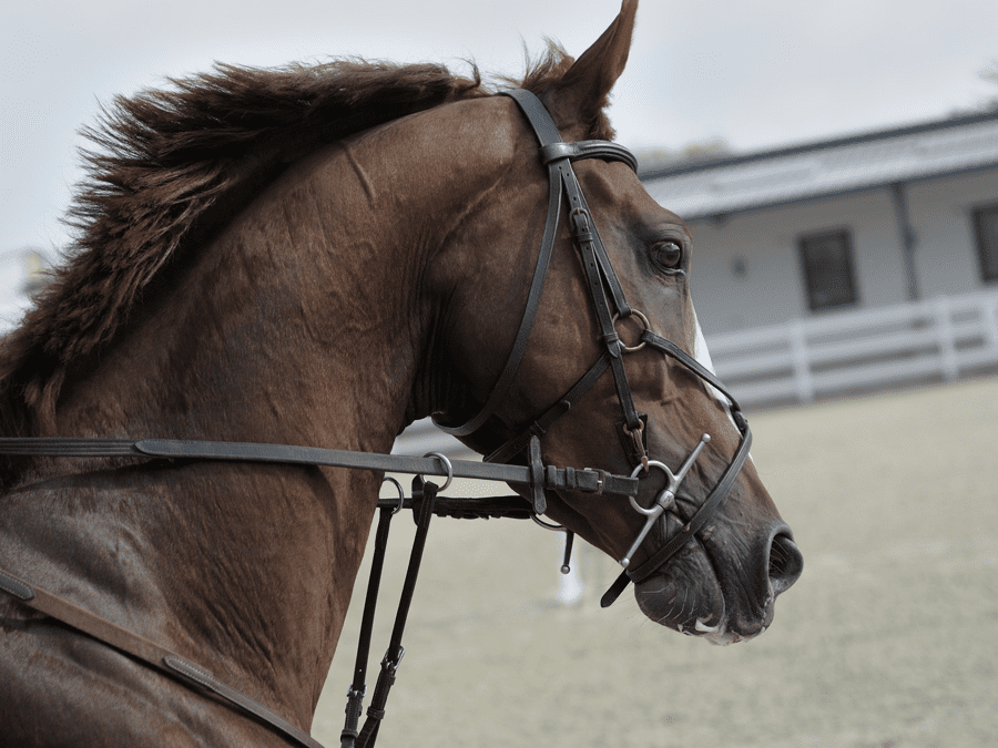 The Importance of An Equine Bill of Sale