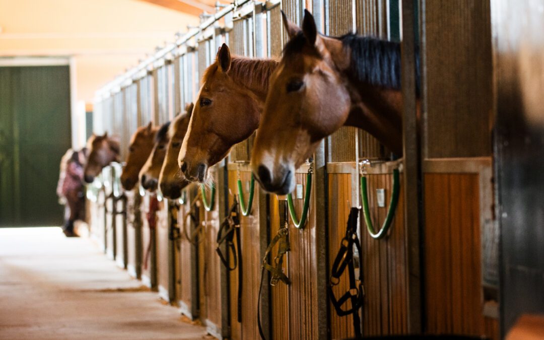 Race horses in their stable waiting for competition