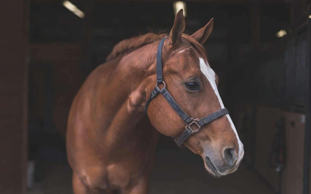 Starting an Equine Business: Formation and Structure